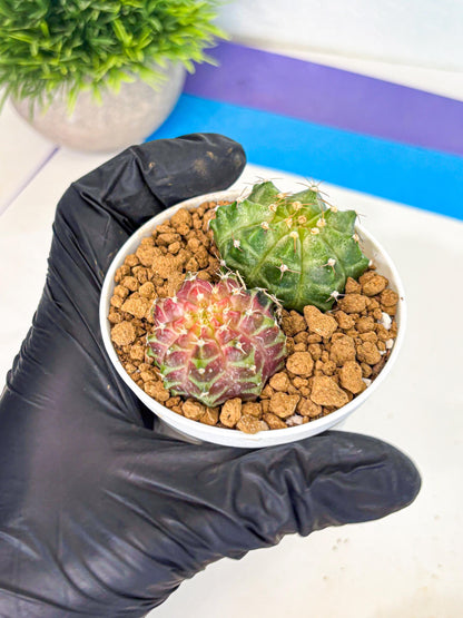 Gymnocalycium Neon (gy13) (y1) | Rare Cactus