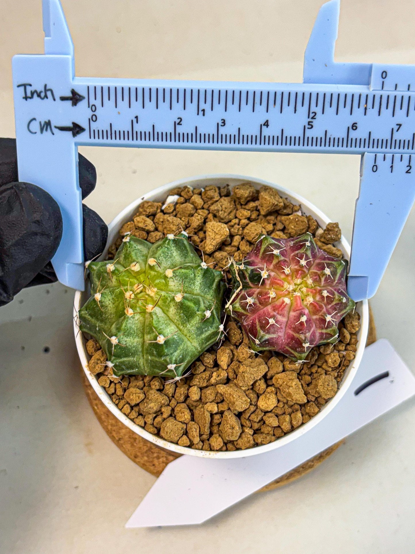Gymnocalycium Neon (gy13) (y1) | Rare Cactus