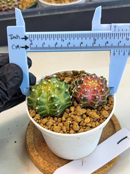 Gymnocalycium Neon (gy13) (y1) | Rare Cactus