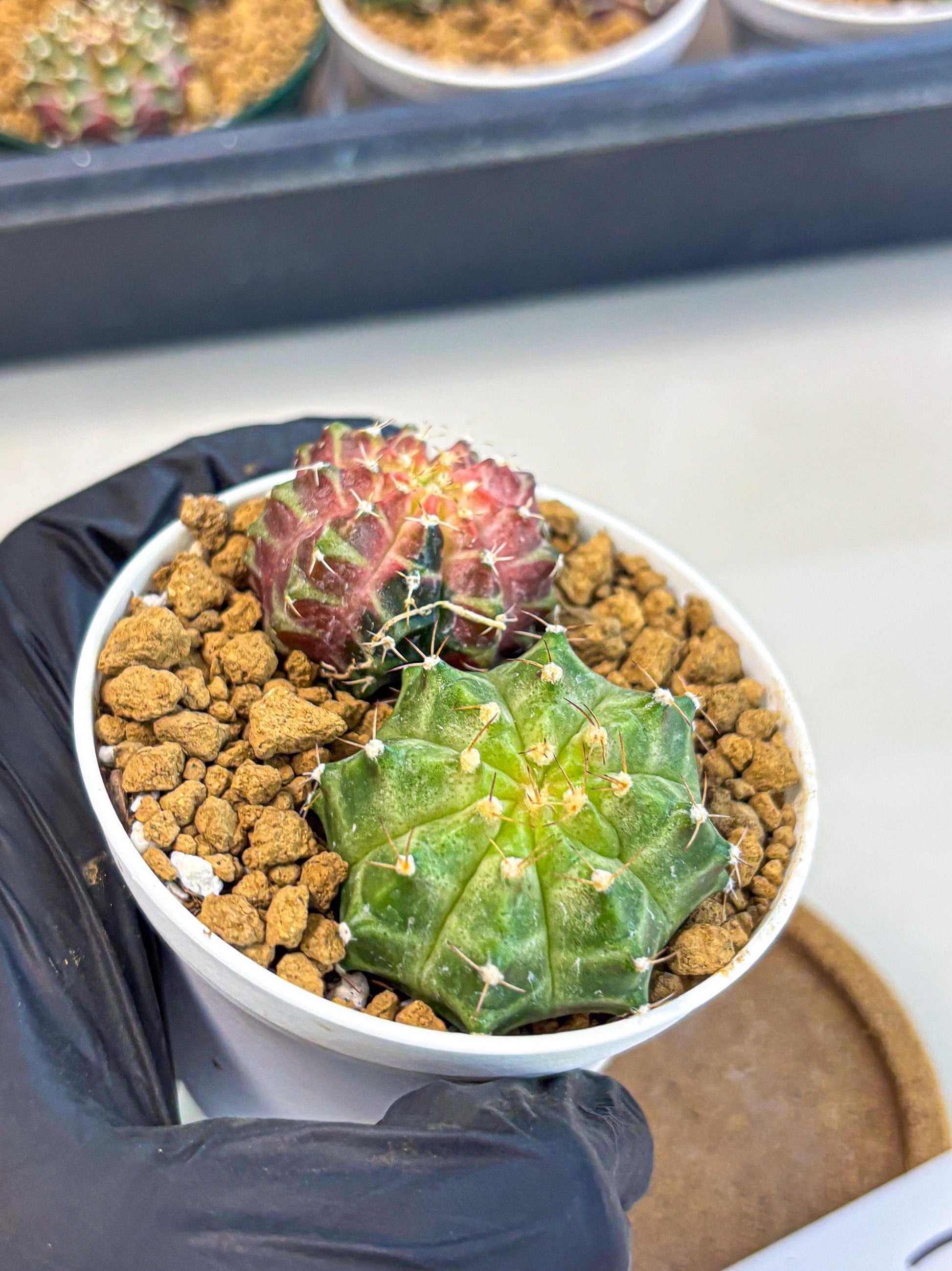 Gymnocalycium Neon (gy13) (y1) | Rare Cactus