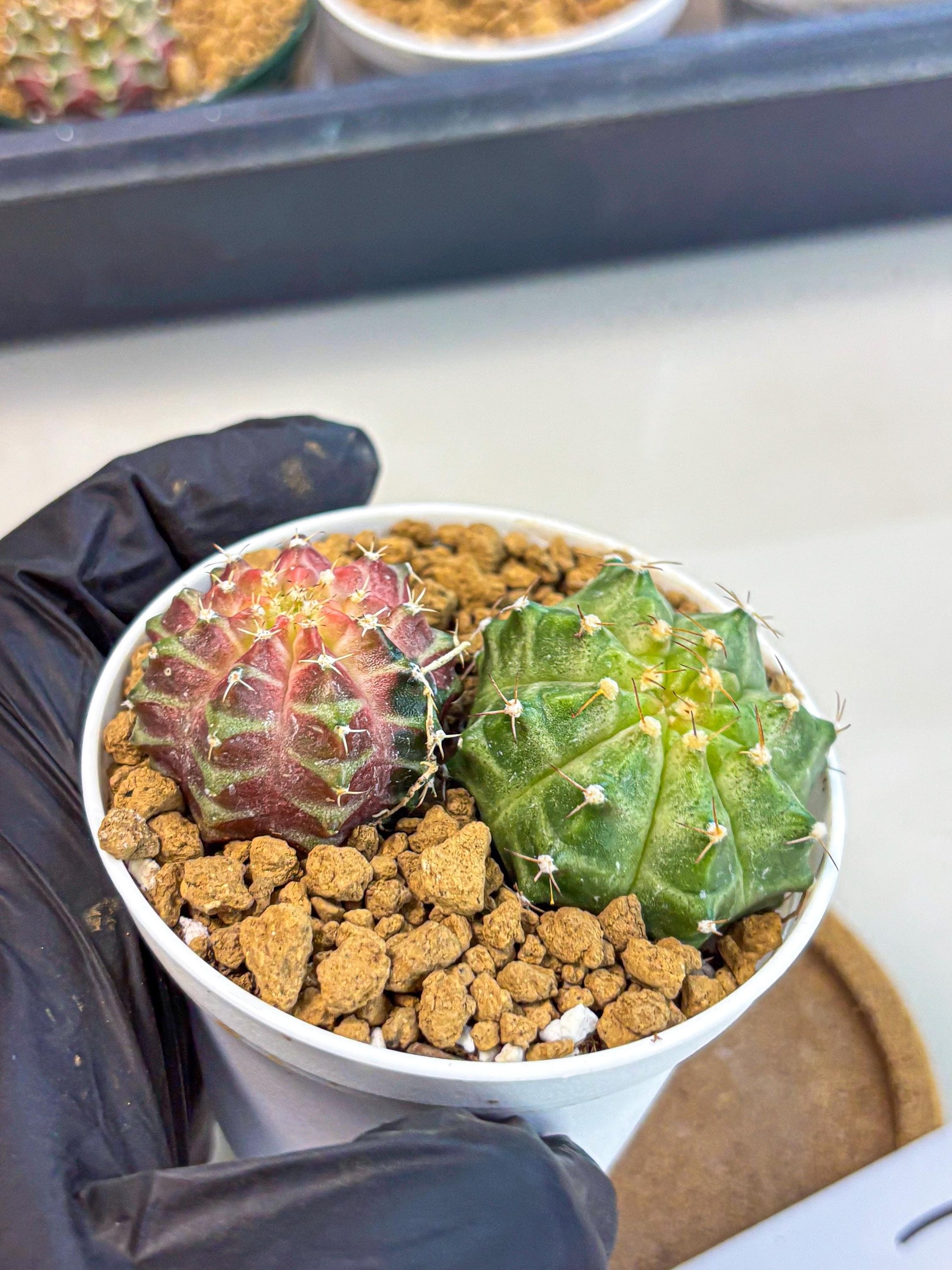 Gymnocalycium Neon (gy13) (y1) | Rare Cactus
