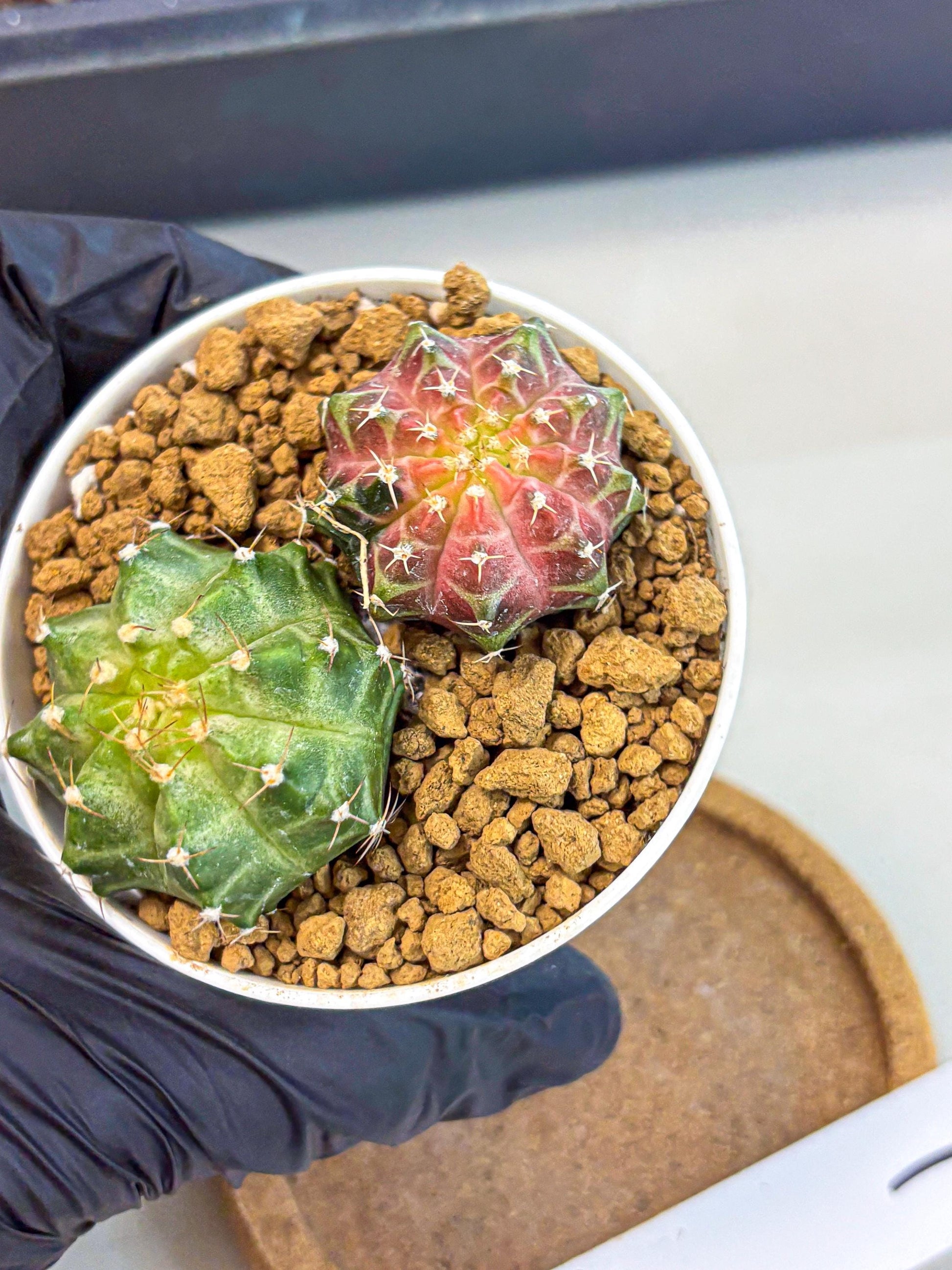 Gymnocalycium Neon (gy13) (y1) | Rare Cactus