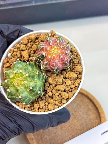 Gymnocalycium Neon (gy13) (y1) | Rare Cactus
