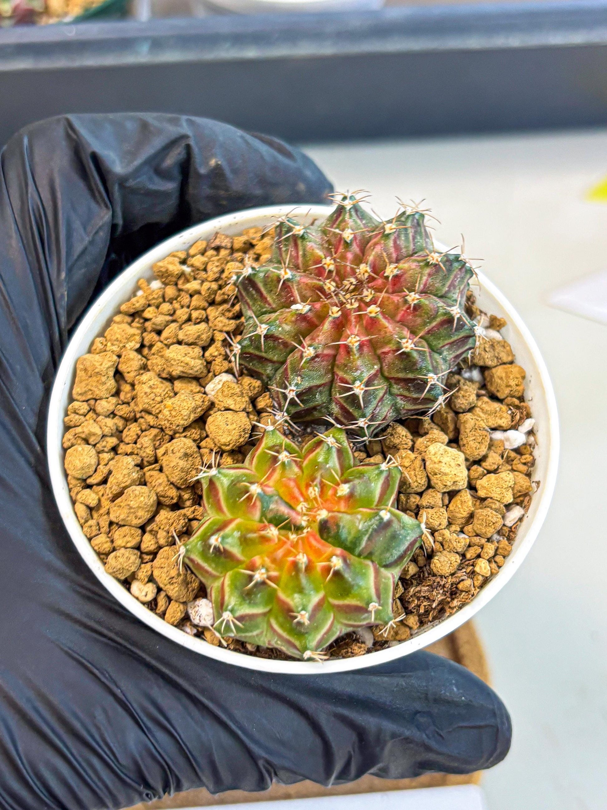 Gymnocalycium Neon (gy13) (y2) | Rare Cactus