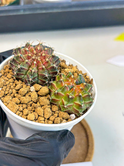 Gymnocalycium Neon (gy13) (y2) | Rare Cactus