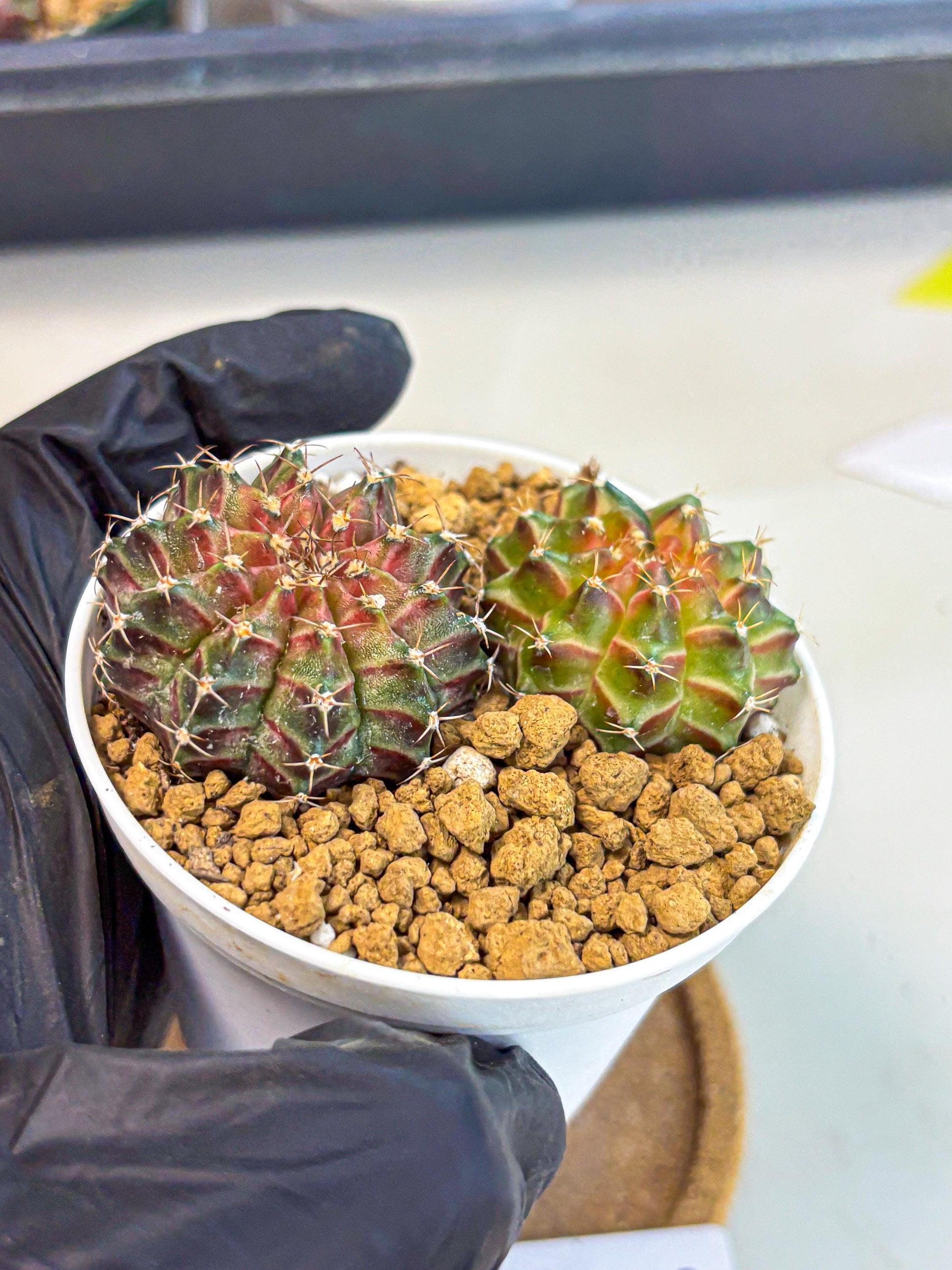 Gymnocalycium Neon (gy13) (y2) | Rare Cactus