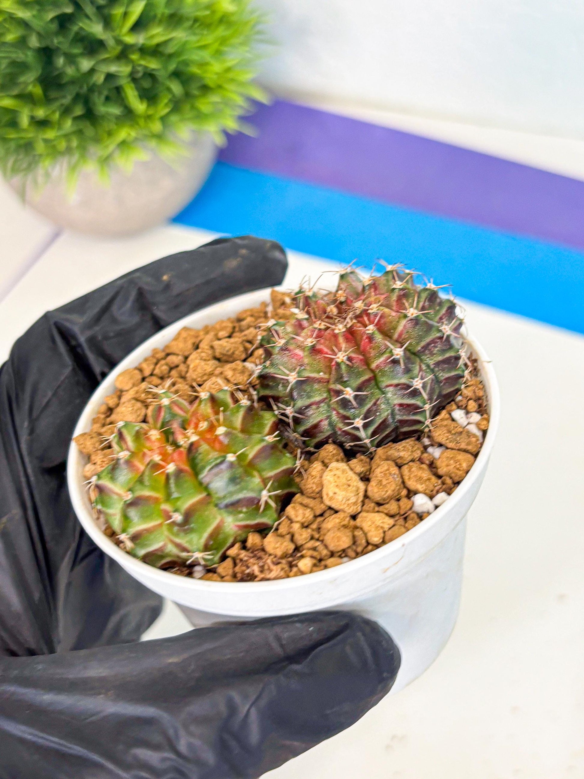 Gymnocalycium Neon (gy13) (y2) | Rare Cactus