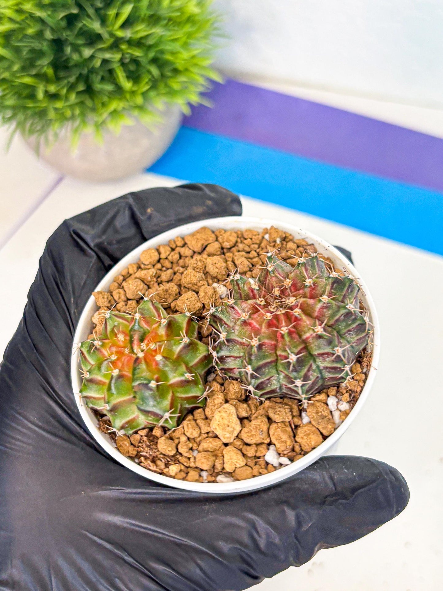 Gymnocalycium Neon (gy13) (y2) | Rare Cactus