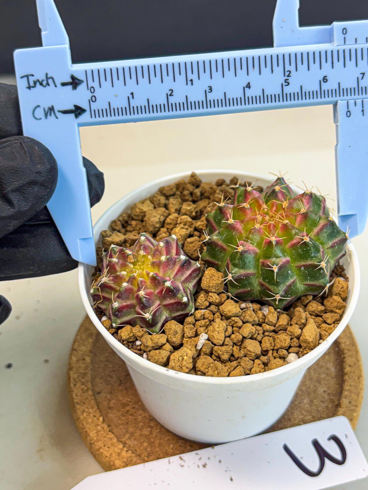 Gymnocalycium Neon (gy13) (y3) | Rare Cactus