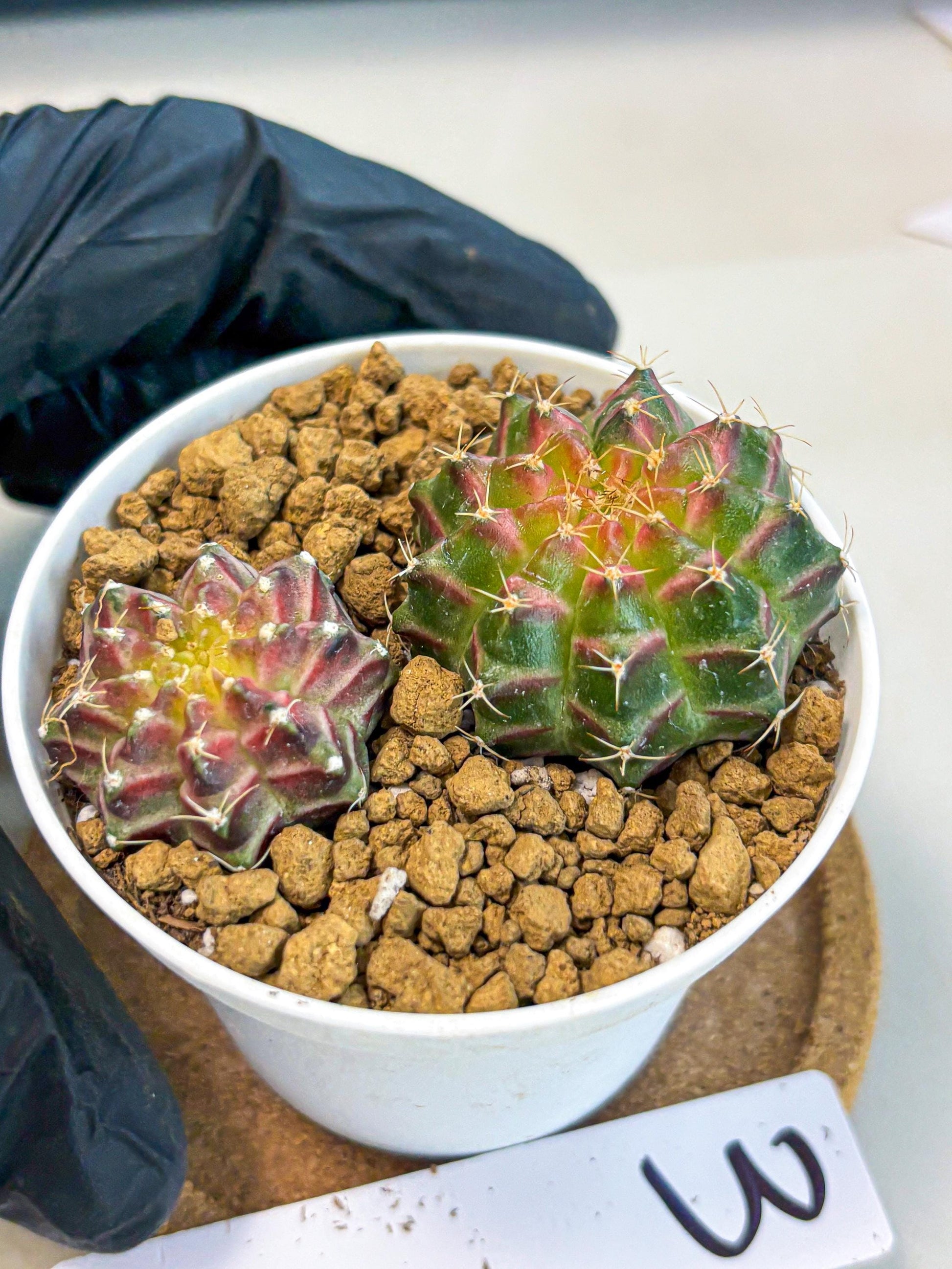 Gymnocalycium Neon (gy13) (y3) | Rare Cactus