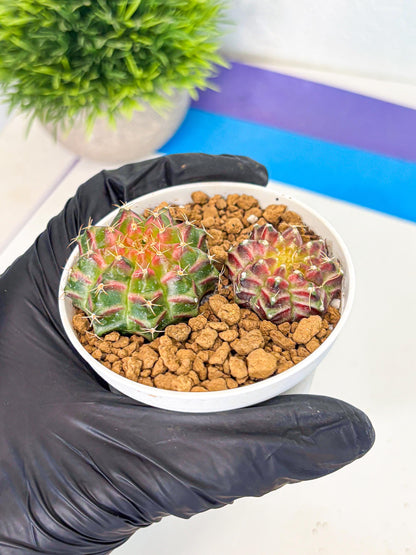 Gymnocalycium Neon (gy13) (y3) | Rare Cactus
