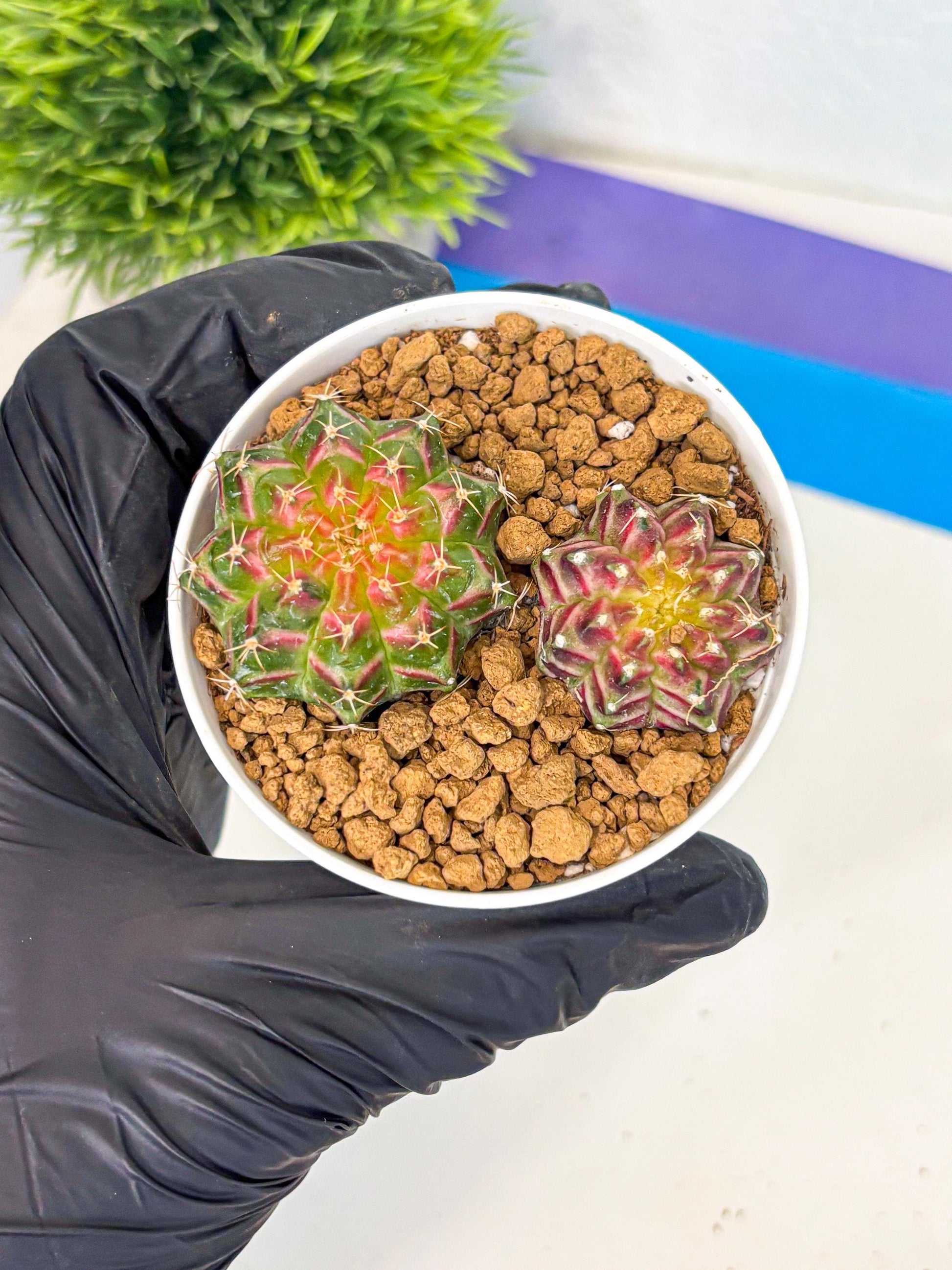 Gymnocalycium Neon (gy13) (y3) | Rare Cactus