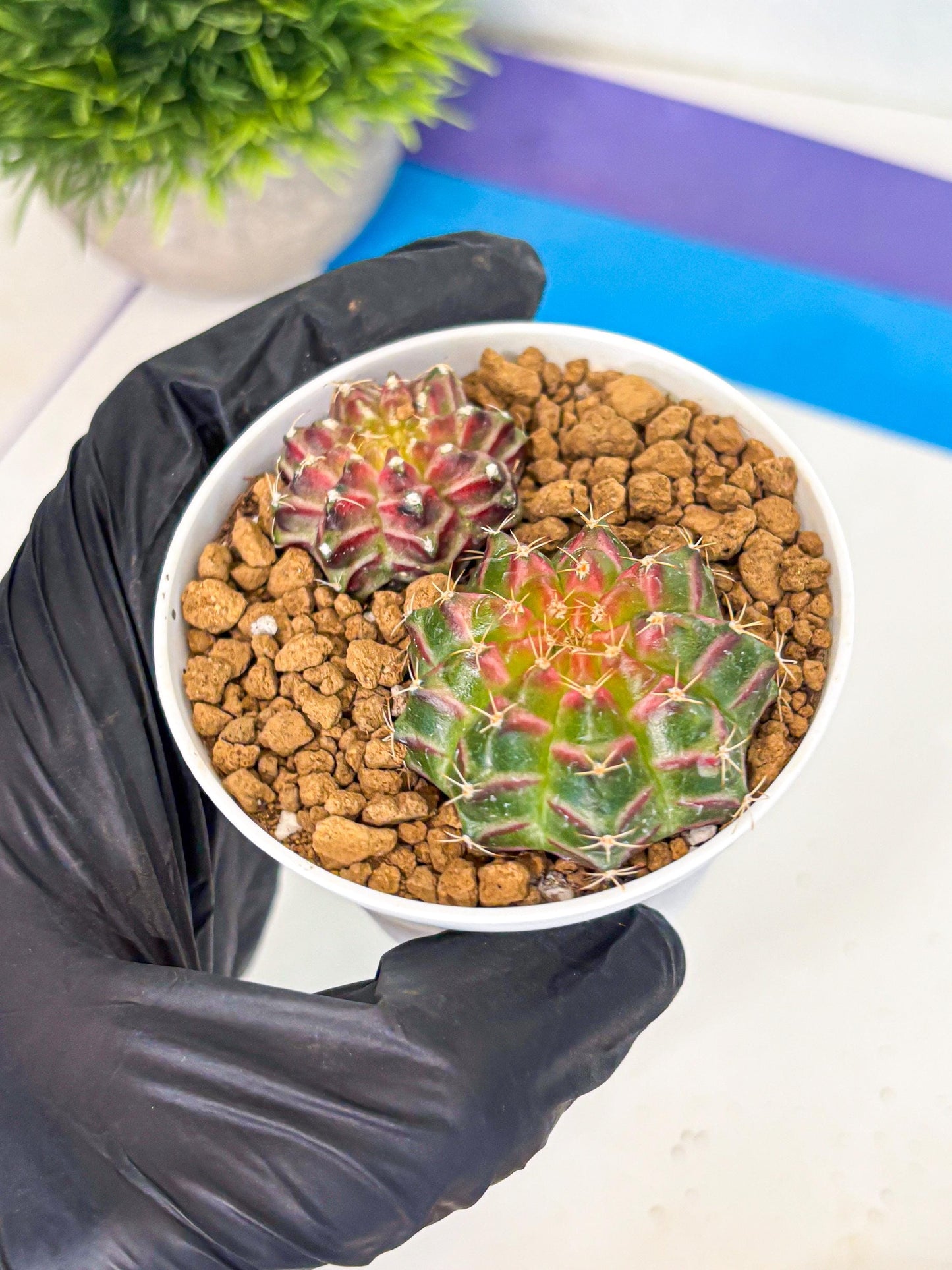 Gymnocalycium Neon (gy13) (y3) | Rare Cactus