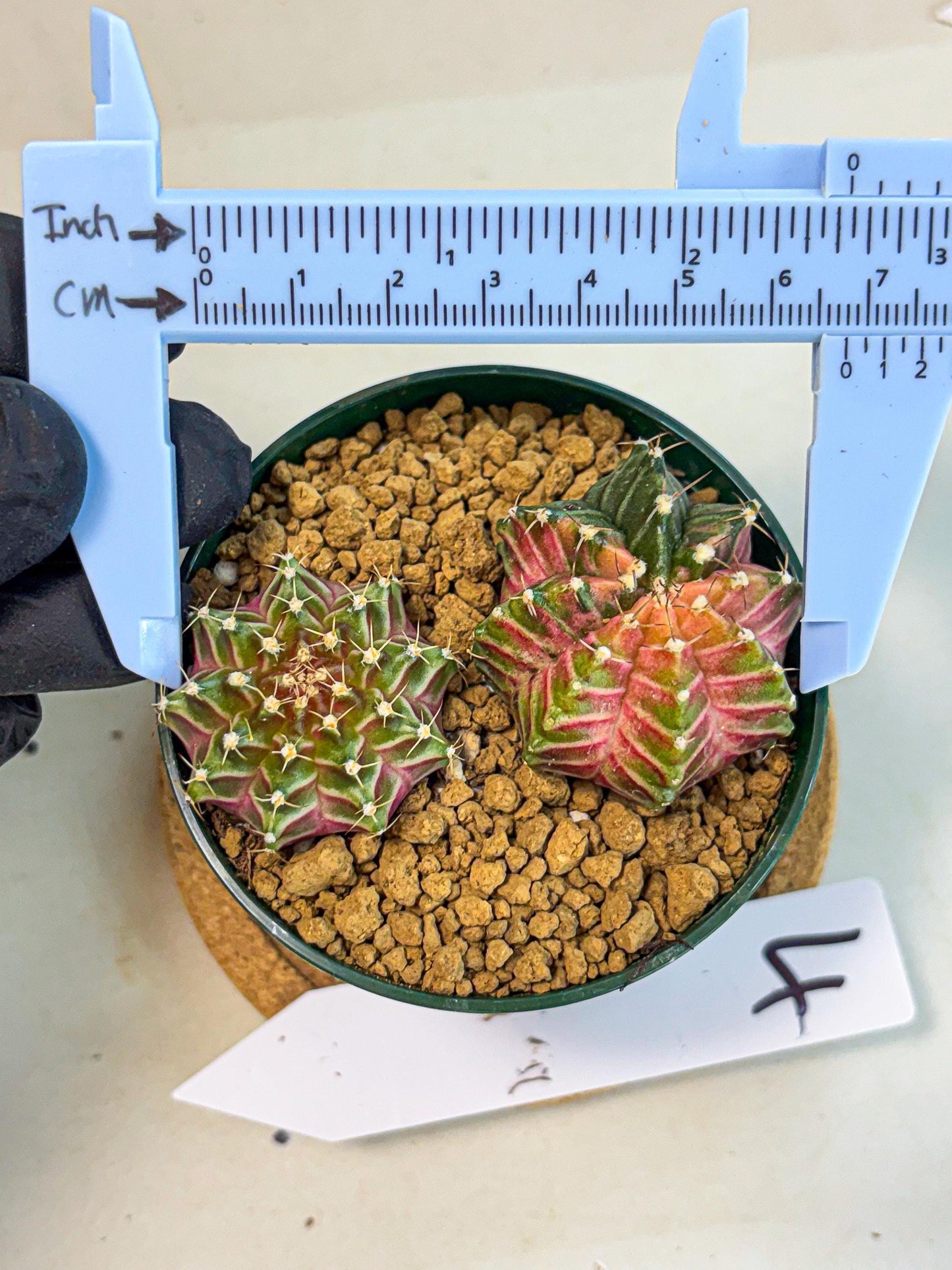 Gymnocalycium Neon (gy13) (y4) | Rare Cactus