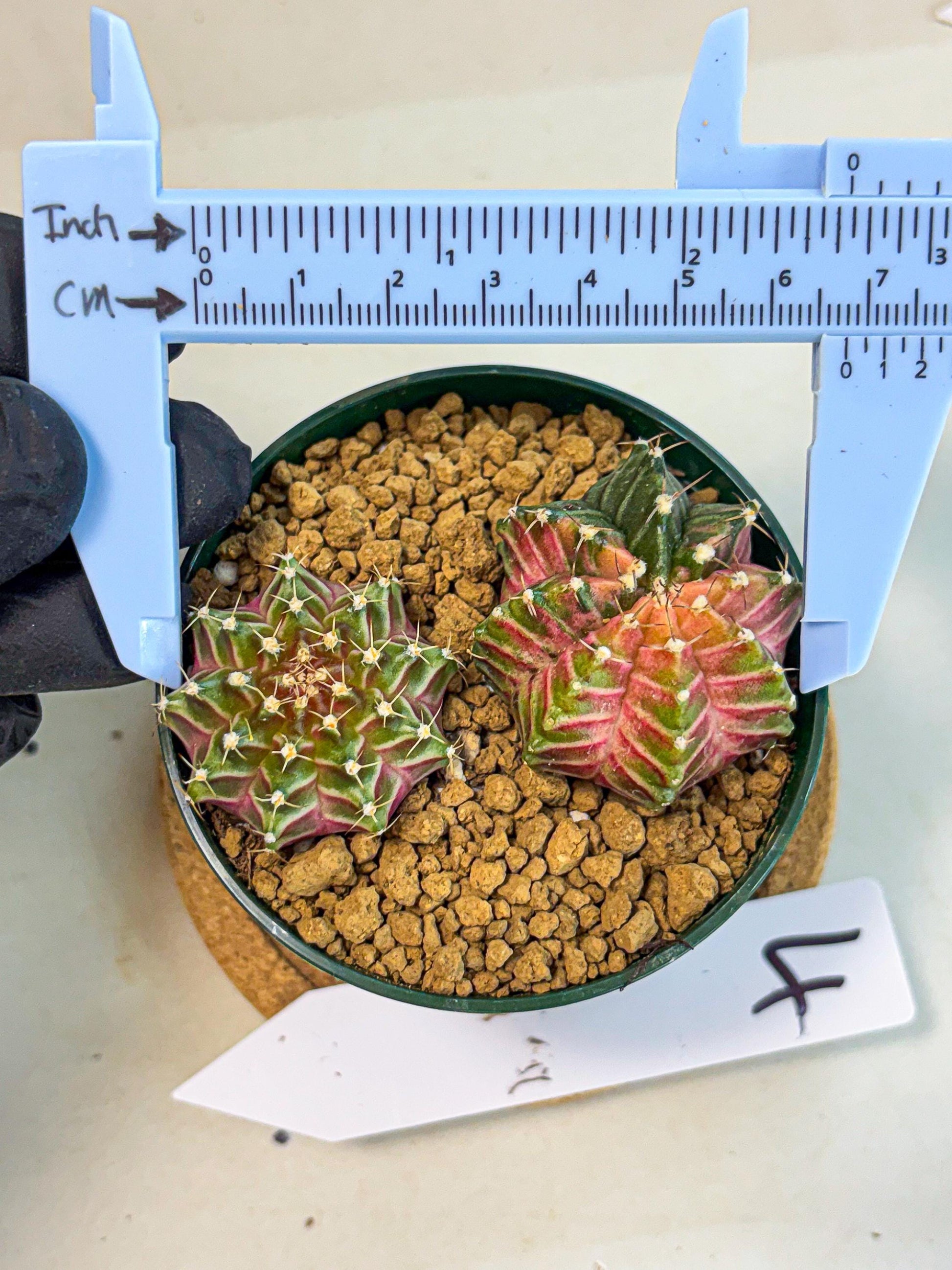 Gymnocalycium Neon (gy13) (y4) | Rare Cactus