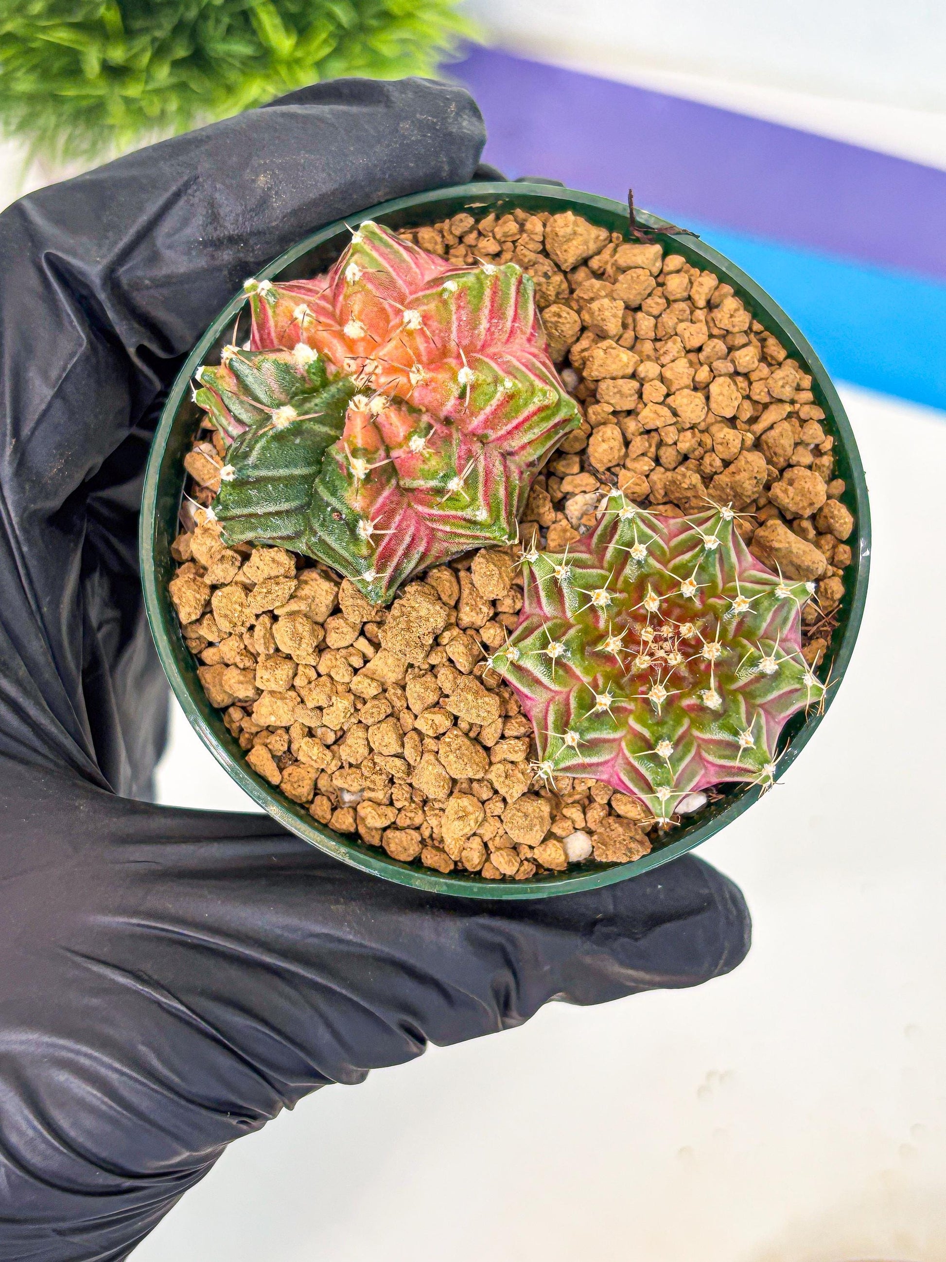 Gymnocalycium Neon (gy13) (y4) | Rare Cactus