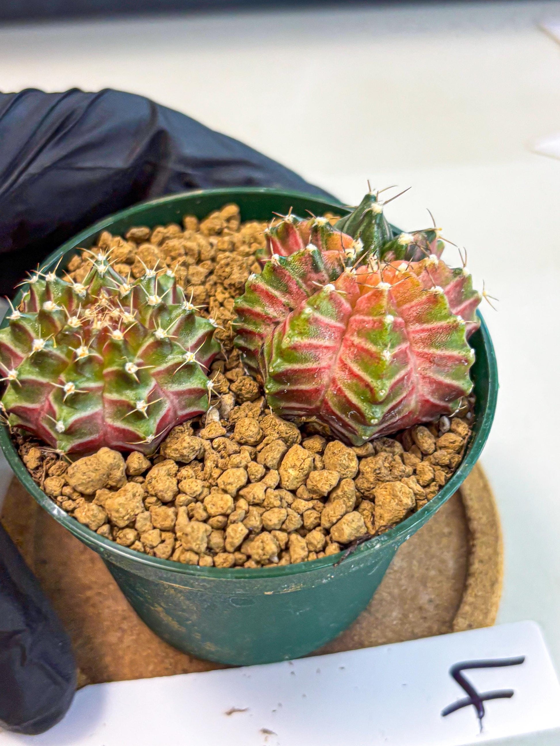 Gymnocalycium Neon (gy13) (y4) | Rare Cactus