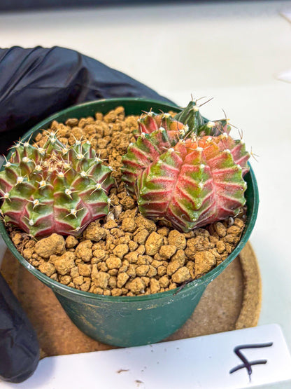 Gymnocalycium Neon (gy13) (y4) | Rare Cactus