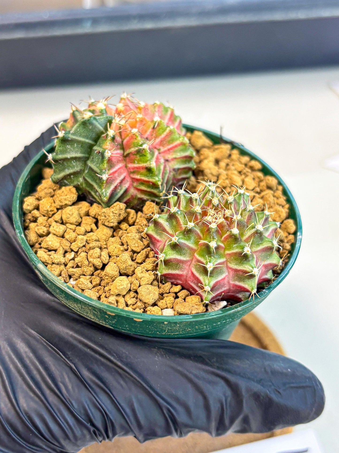 Gymnocalycium Neon (gy13) (y4) | Rare Cactus