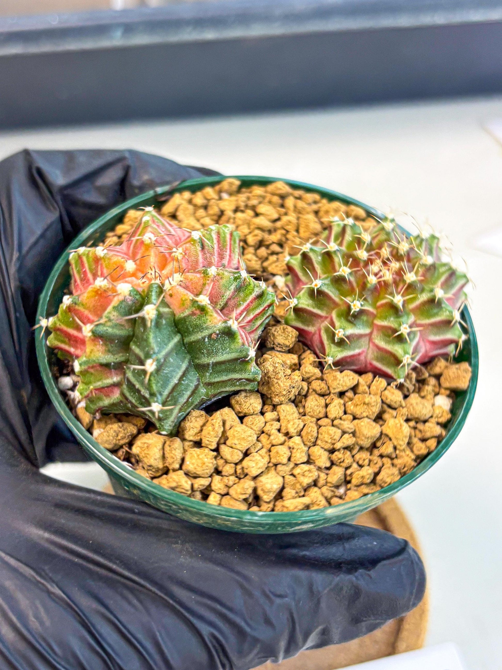 Gymnocalycium Neon (gy13) (y4) | Rare Cactus