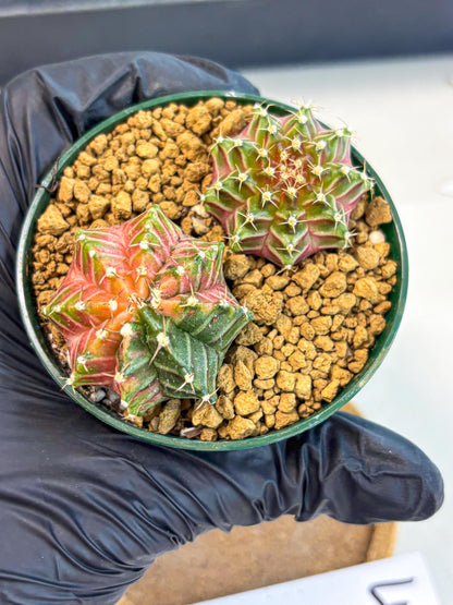Gymnocalycium Neon (gy13) (y4) | Rare Cactus