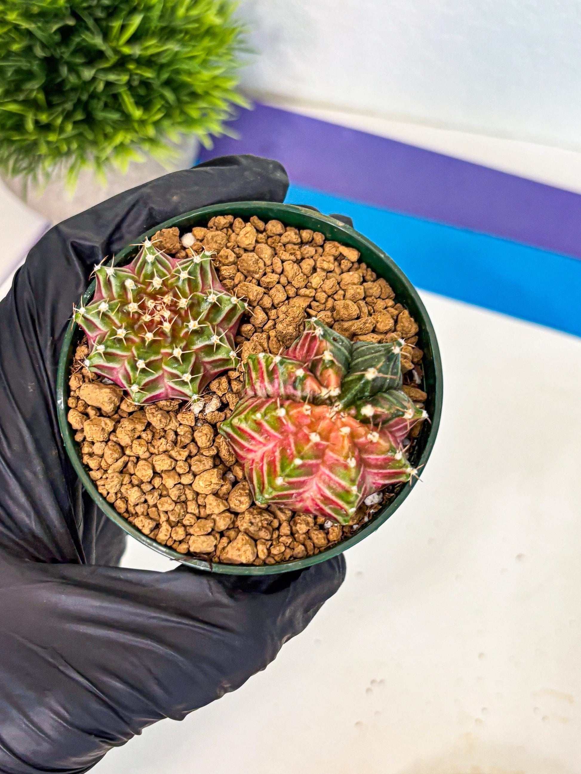 Gymnocalycium Neon (gy13) (y4) | Rare Cactus