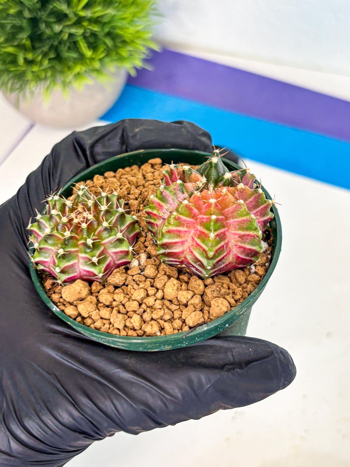 Gymnocalycium Neon (gy13) (y4) | Rare Cactus