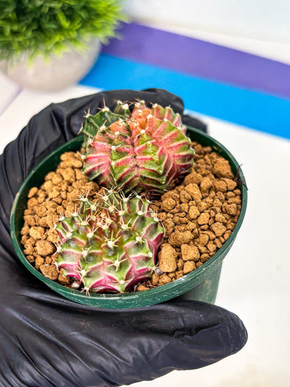 Gymnocalycium Neon (gy13) (y4) | Rare Cactus