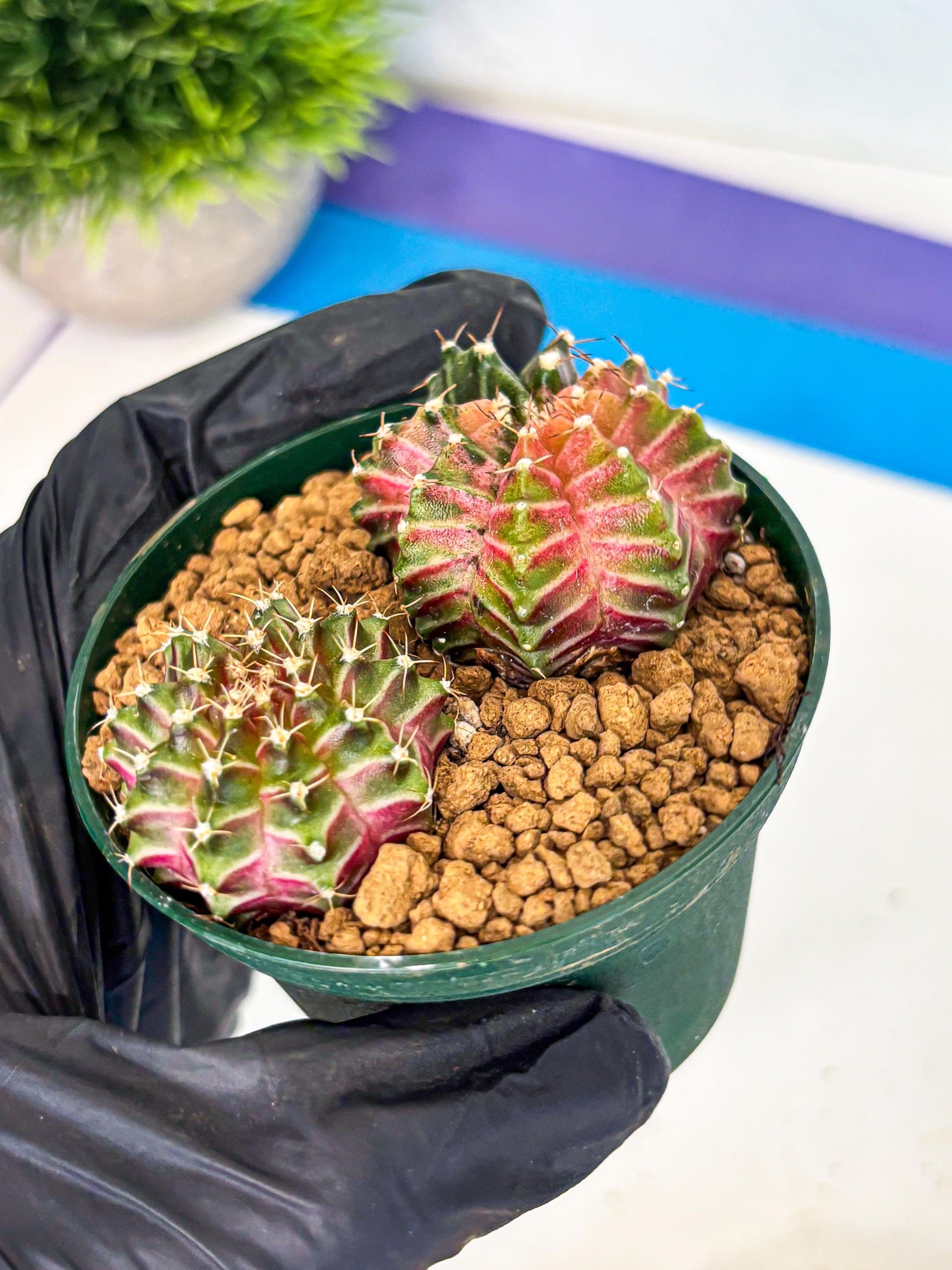 Gymnocalycium Neon (gy13) (y4) | Rare Cactus