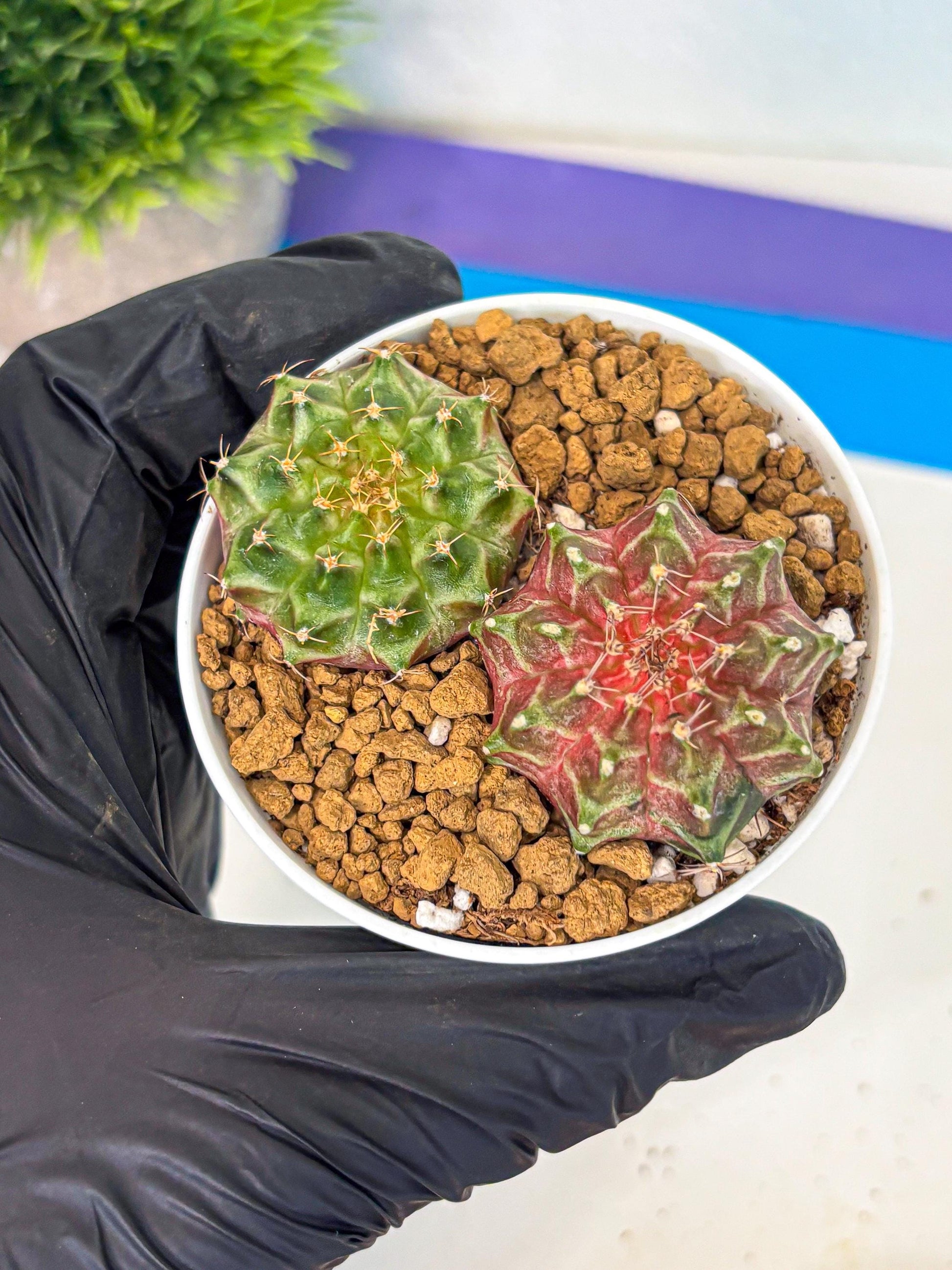 Gymnocalycium Neon (gy13) (y5) | Rare Cactus
