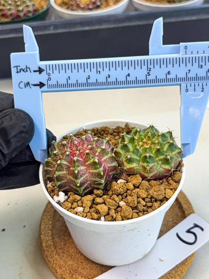 Gymnocalycium Neon (gy13) (y5) | Rare Cactus