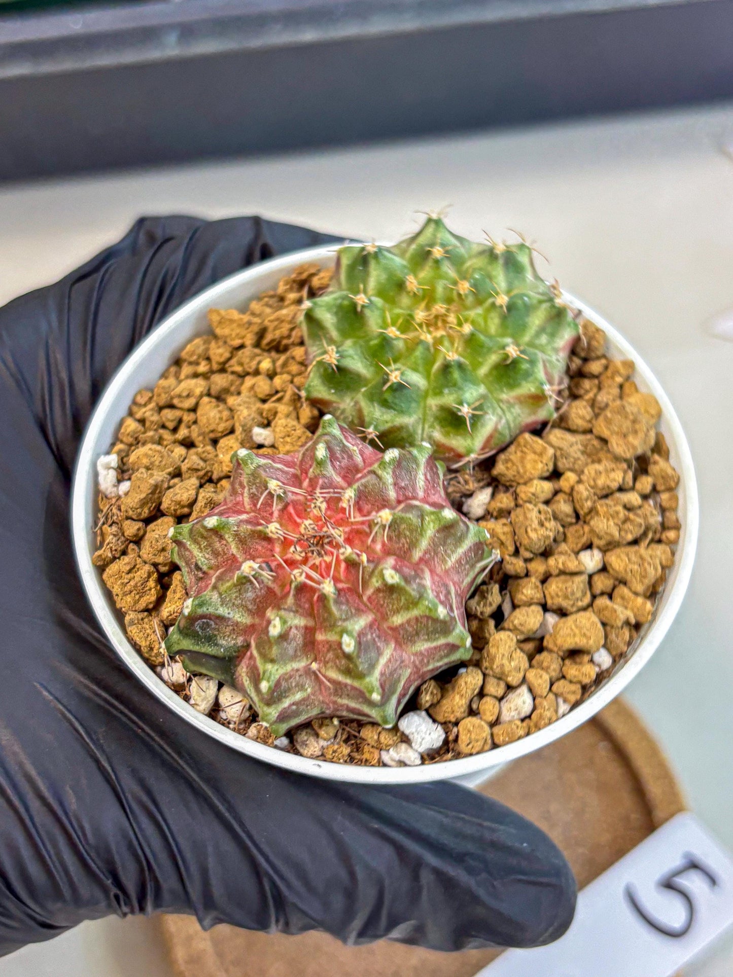Gymnocalycium Neon (gy13) (y5) | Rare Cactus