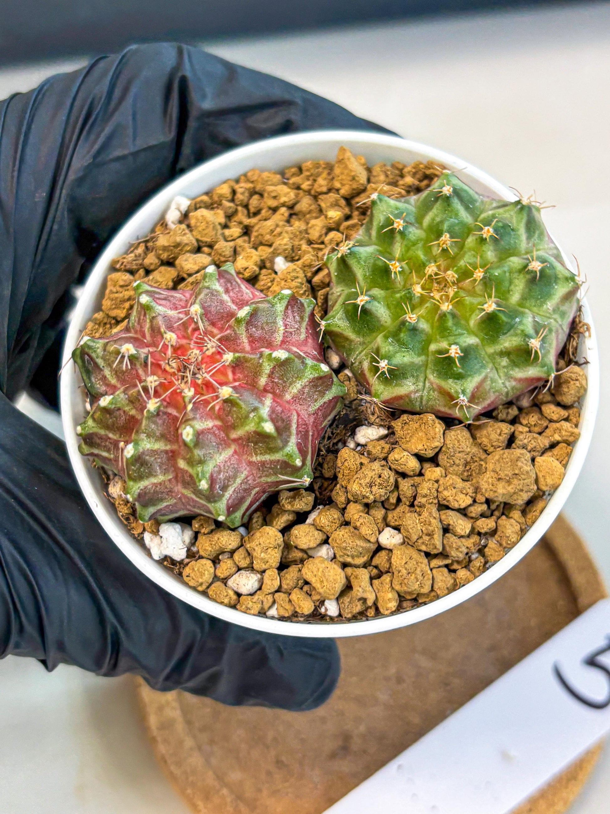 Gymnocalycium Neon (gy13) (y5) | Rare Cactus