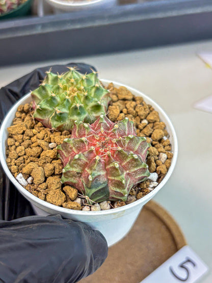 Gymnocalycium Neon (gy13) (y5) | Rare Cactus
