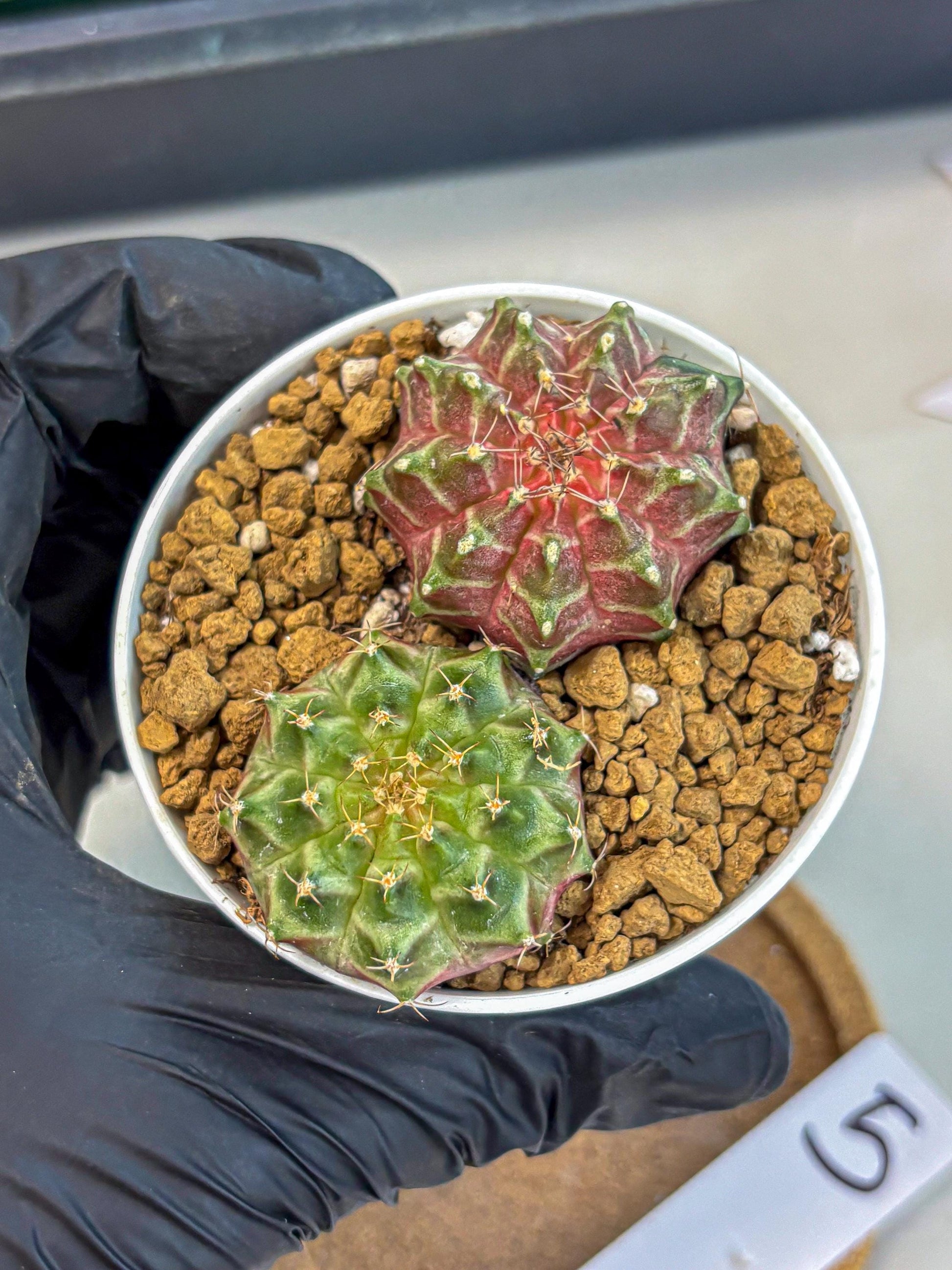 Gymnocalycium Neon (gy13) (y5) | Rare Cactus