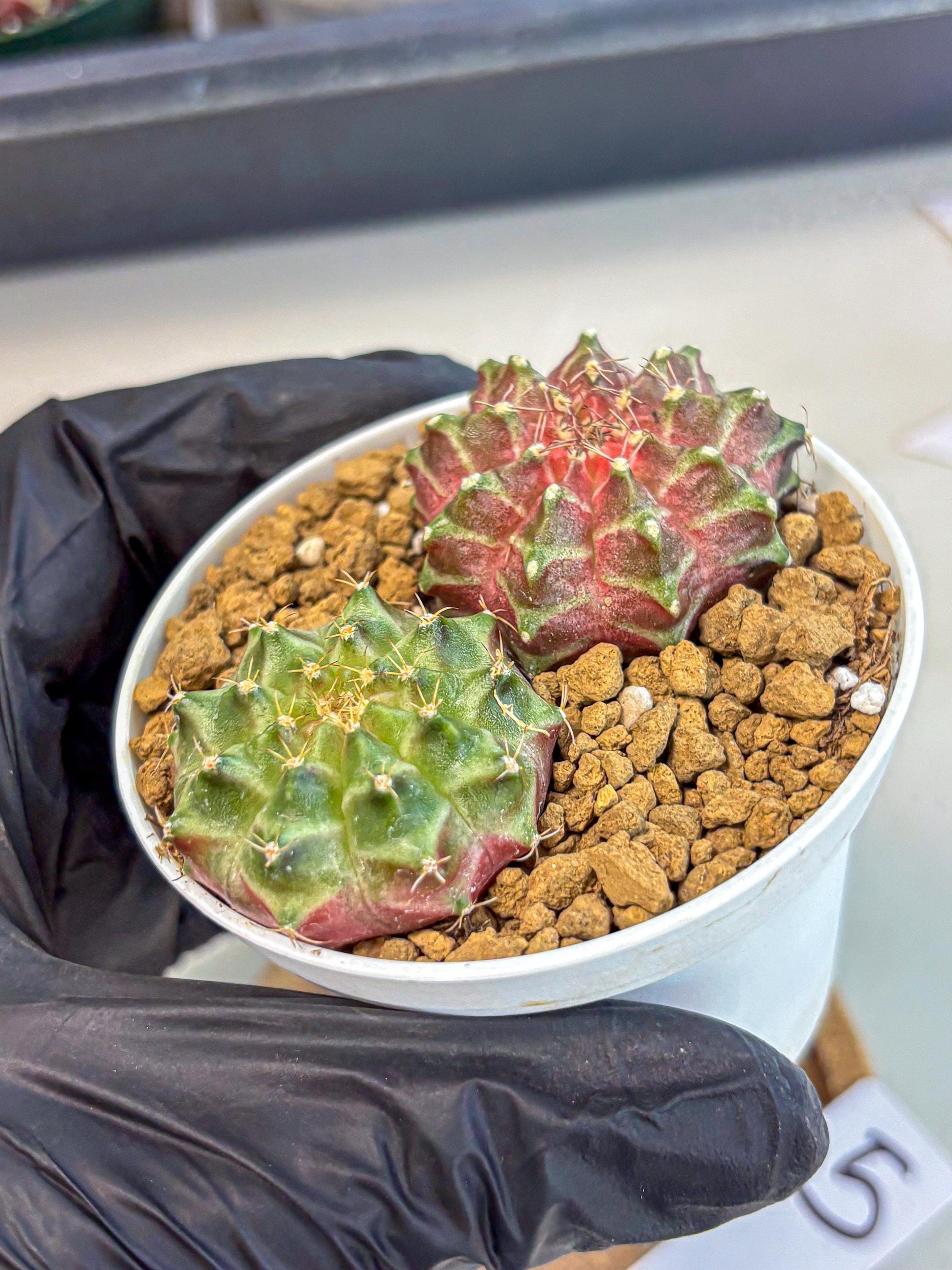 Gymnocalycium Neon (gy13) (y5) | Rare Cactus