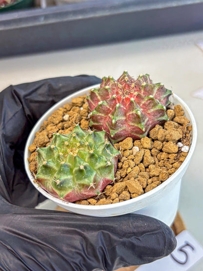 Gymnocalycium Neon (gy13) (y5) | Rare Cactus