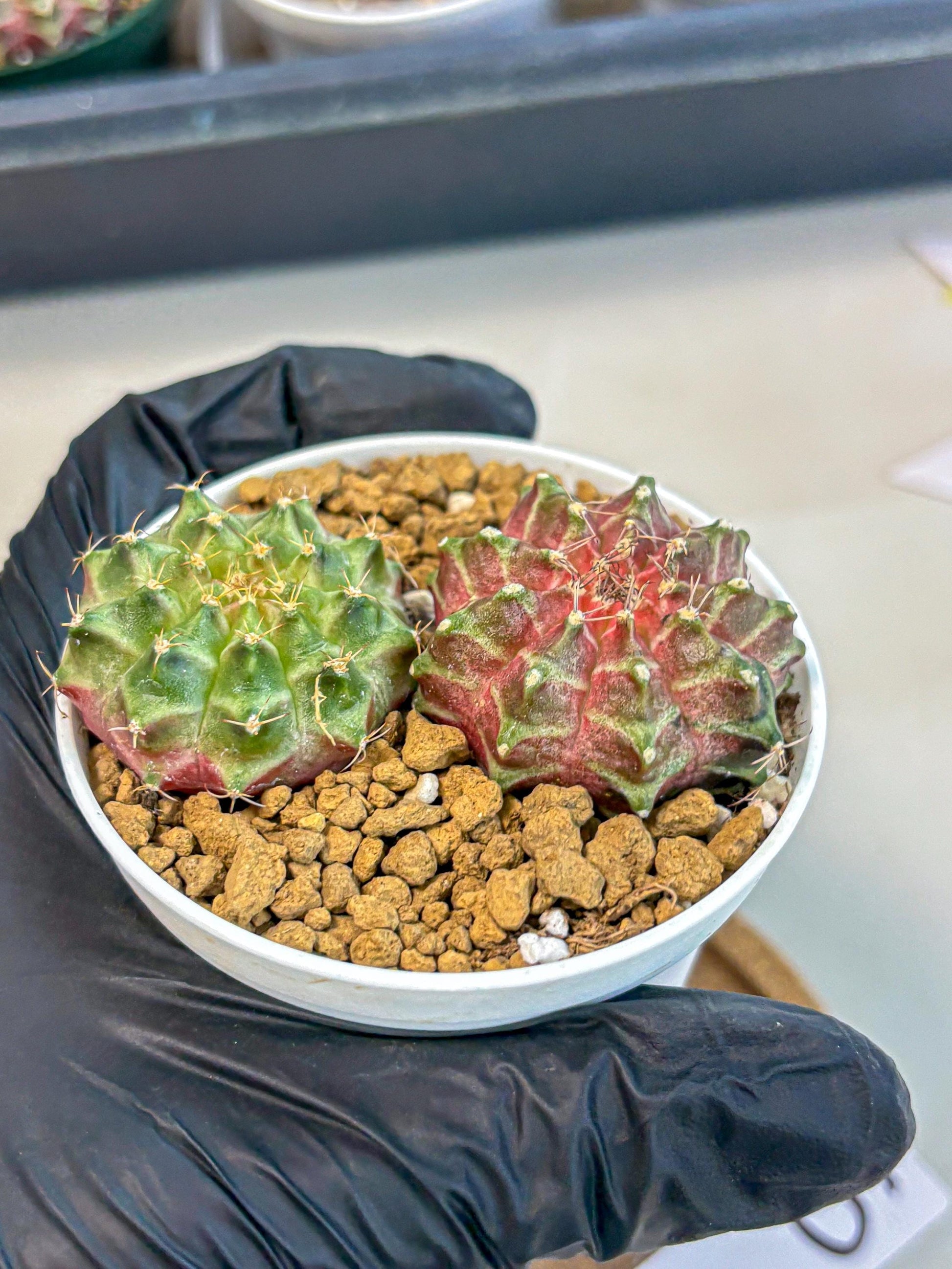Gymnocalycium Neon (gy13) (y5) | Rare Cactus