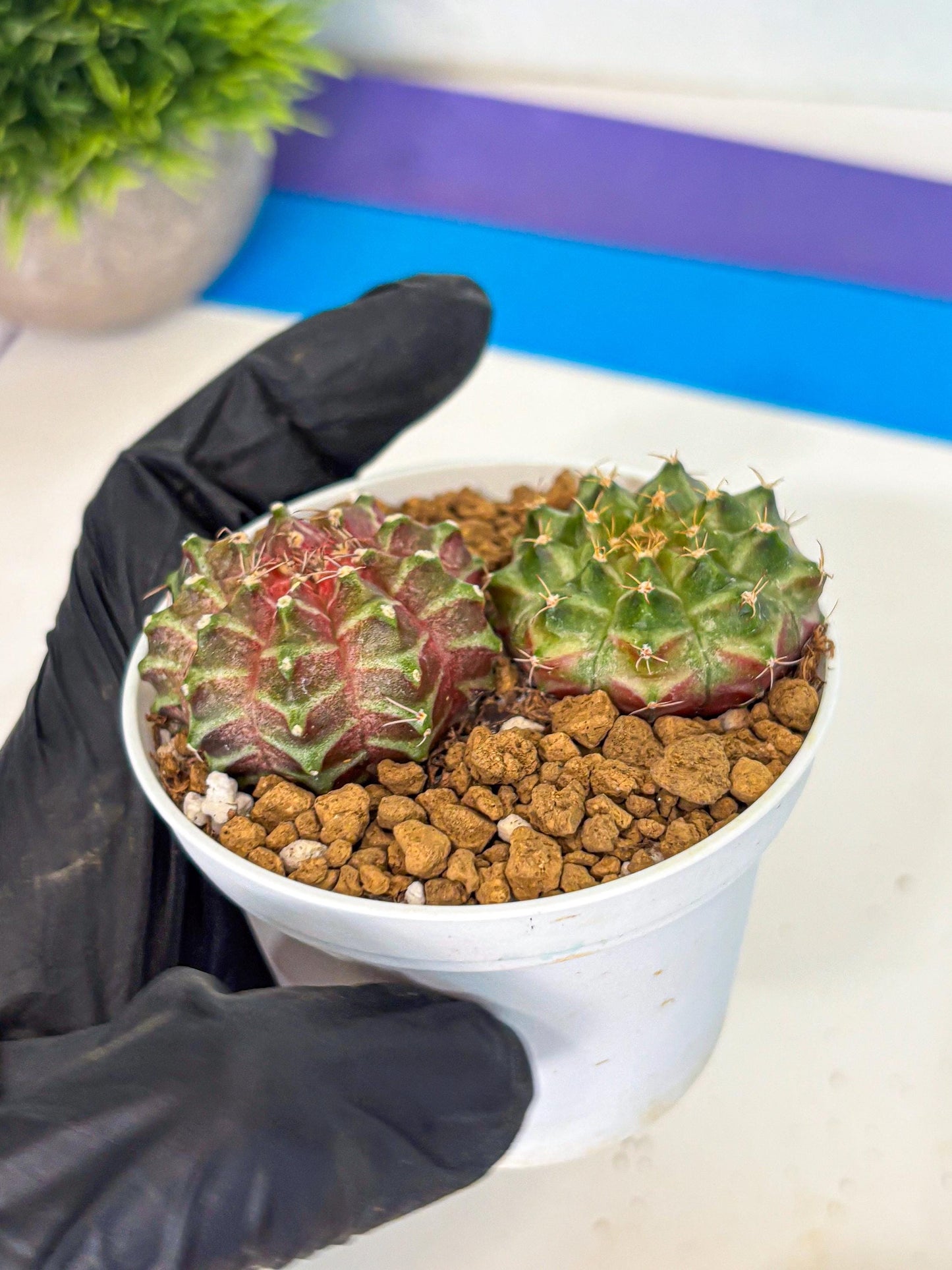 Gymnocalycium Neon (gy13) (y5) | Rare Cactus