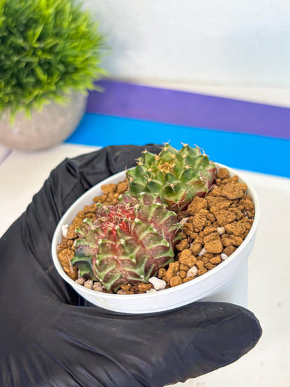 Gymnocalycium Neon (gy13) (y5) | Rare Cactus
