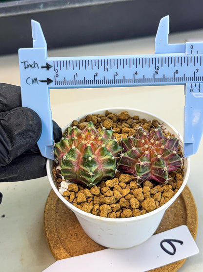 Gymnocalycium Neon (gy13) (y6) | Rare Cactus