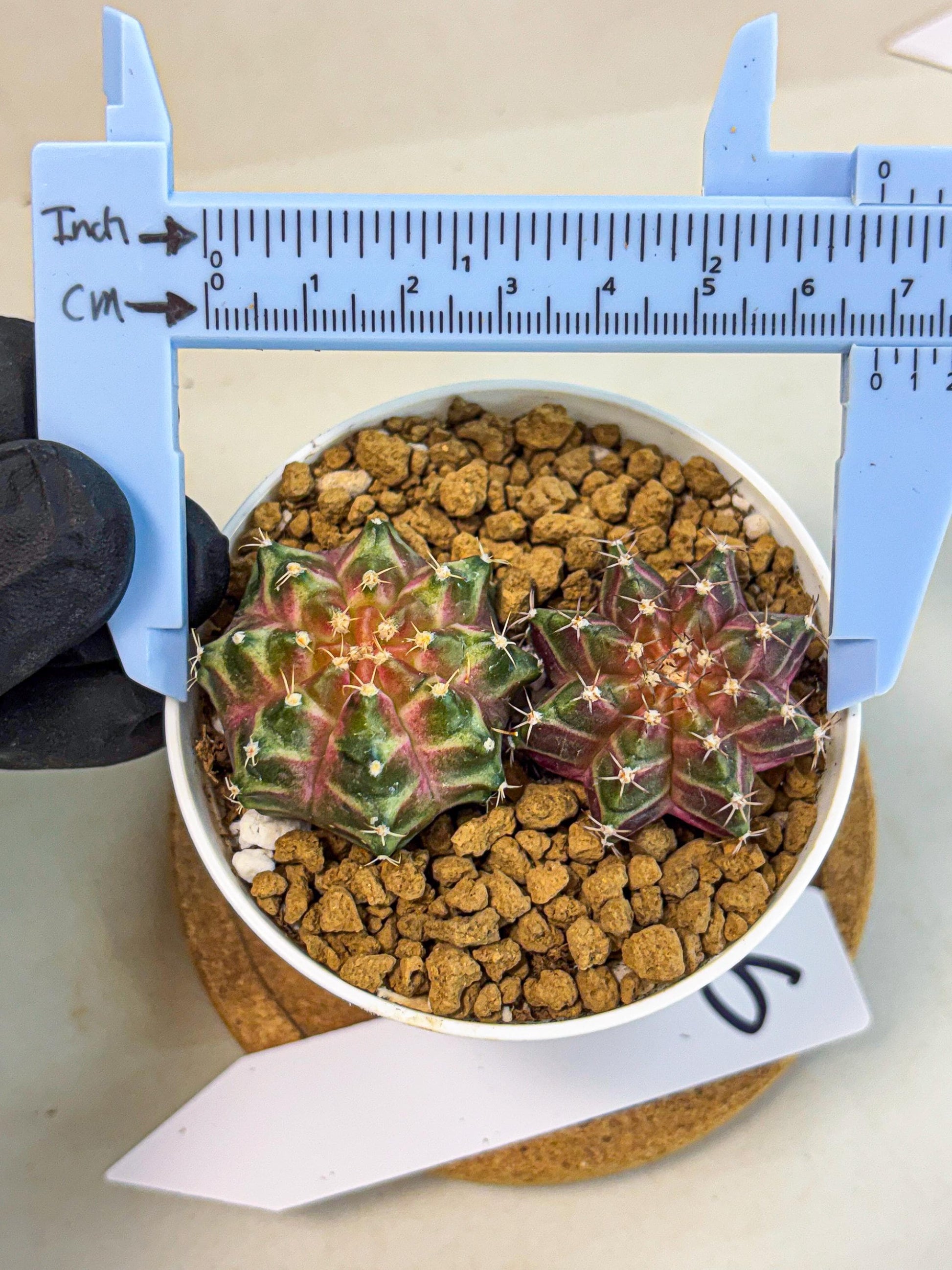 Gymnocalycium Neon (gy13) (y6) | Rare Cactus
