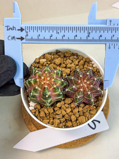 Gymnocalycium Neon (gy13) (y6) | Rare Cactus
