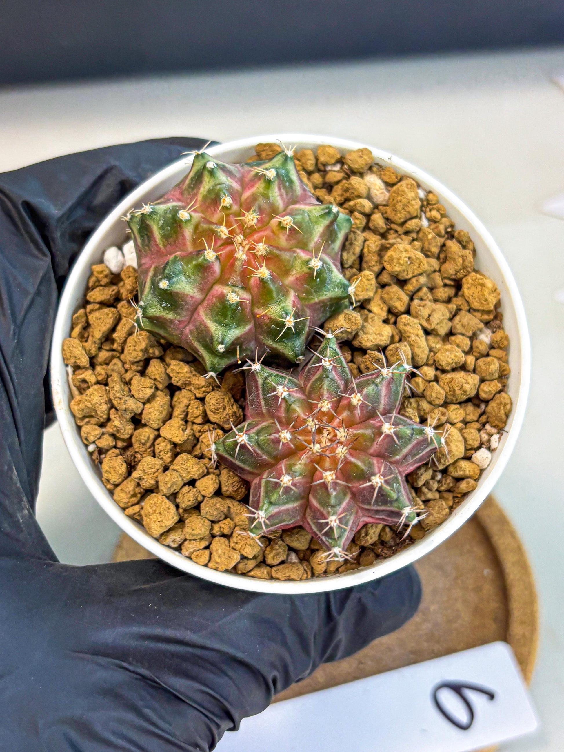Gymnocalycium Neon (gy13) (y6) | Rare Cactus