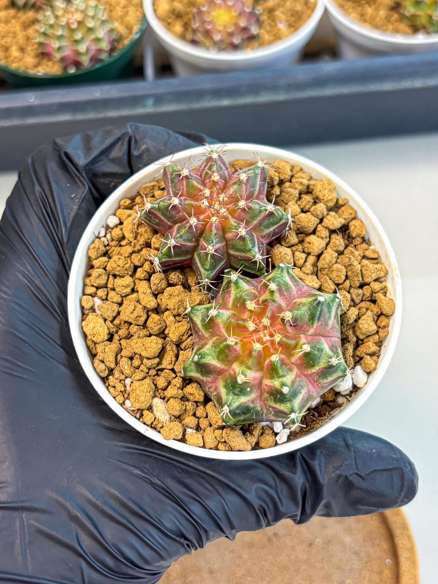 Gymnocalycium Neon (gy13) (y6) | Rare Cactus