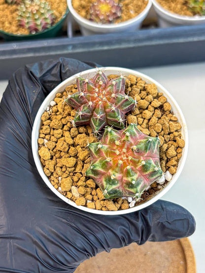 Gymnocalycium Neon (gy13) (y6) | Rare Cactus