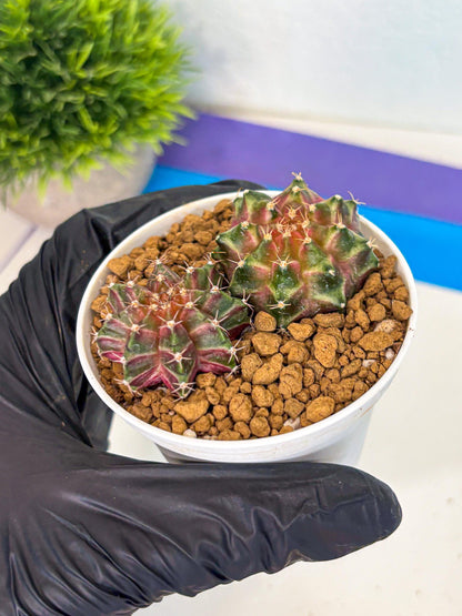 Gymnocalycium Neon (gy13) (y6) | Rare Cactus