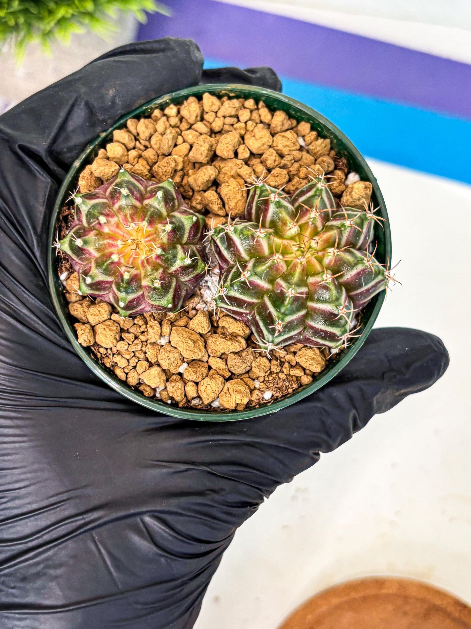 Gymnocalycium Neon (gy13) (y7) | Rare Cactus