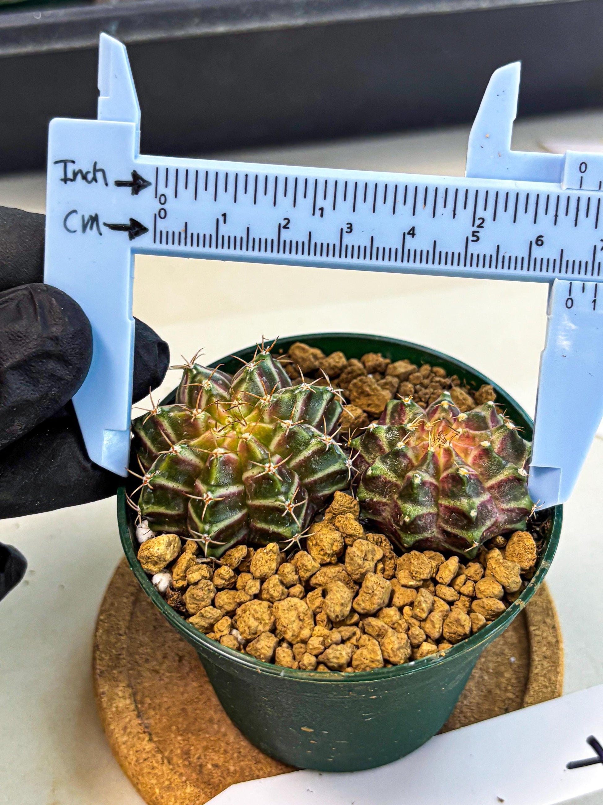 Gymnocalycium Neon (gy13) (y7) | Rare Cactus