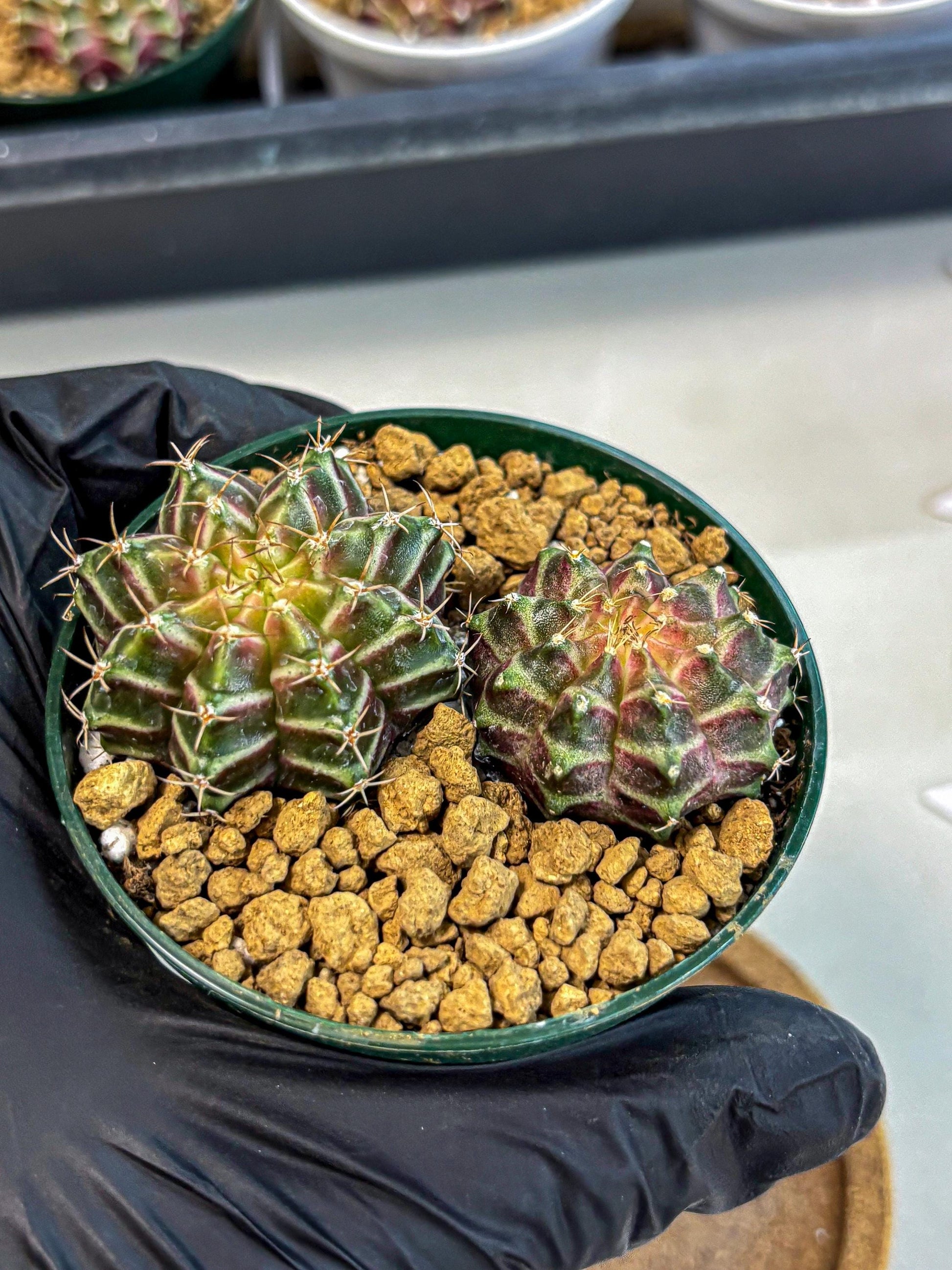 Gymnocalycium Neon (gy13) (y7) | Rare Cactus